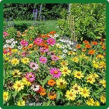 image of flower