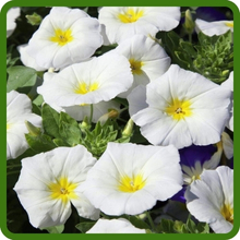Trumpet Shaped Blooms of Convolvulus Tricolor Dwarf Morning Glory