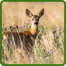 Deer Proof Prairie Clover