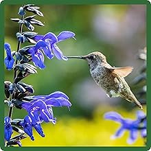 Hummingbird on Rocky Mountain Penstemon Flower