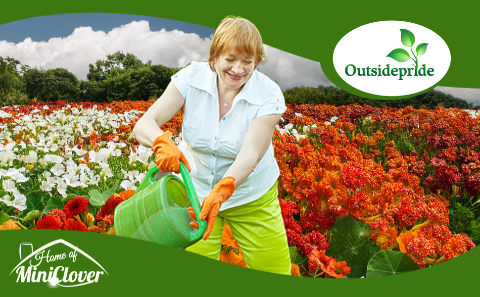 Field of Nasturtium Flowers