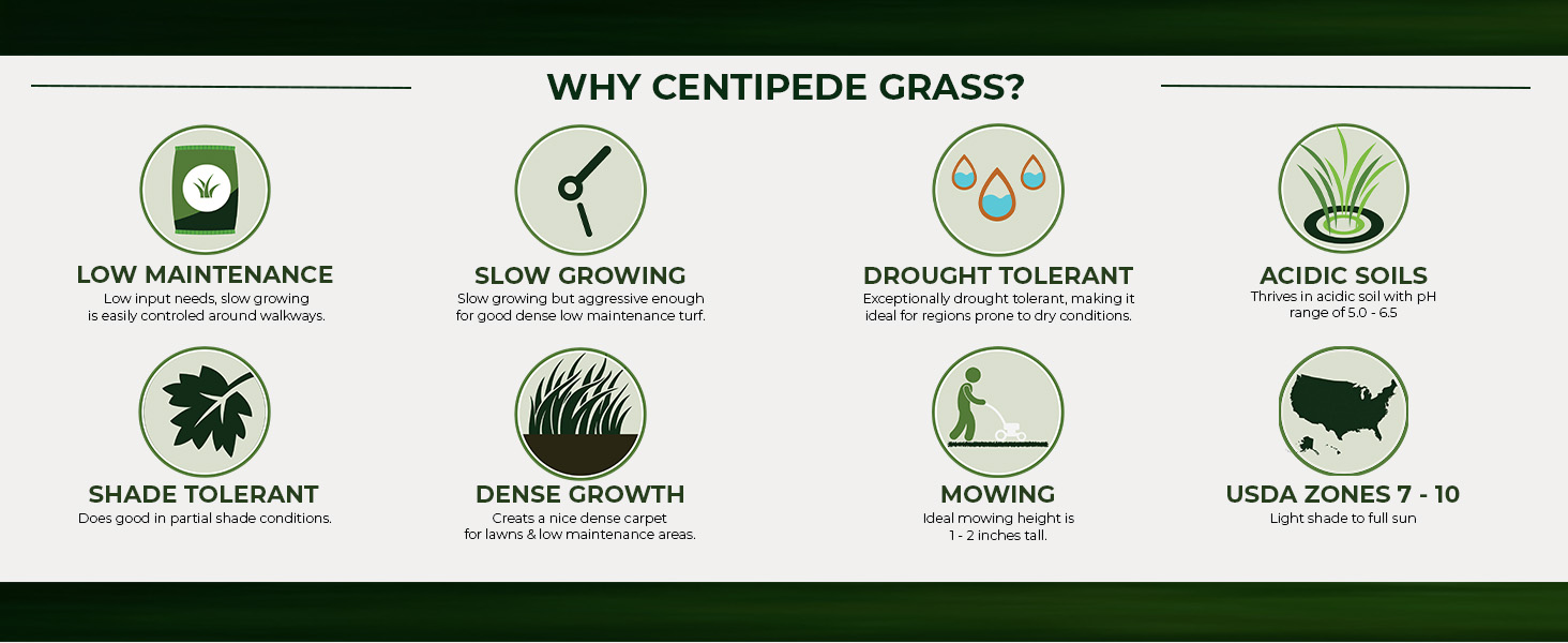 Warm Season Centipede Grass