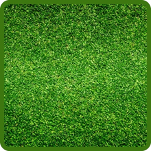 T-1 Dense, Lush, Creeping Bentgrass Seed