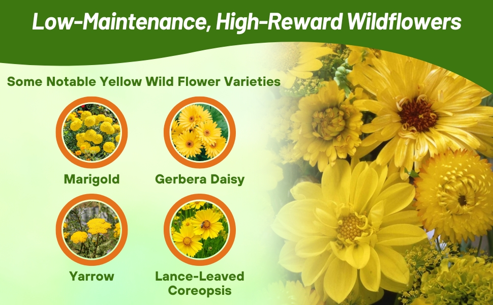 Varieties in Yellow Wild Flower Seed Mixture