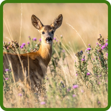 Deer Resistant Echinacea purpurea Purple Coneflower flowers