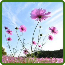 Drought Tolerant Cosmos Wildflower Seed Mixtures