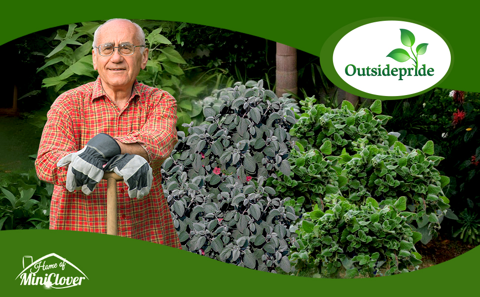 Plectranthus Foliage Plants in Garden