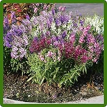 Heat & Drought Tolerant Angelonia Flowers