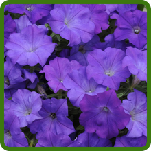 Denim Shock Wave Petunia Flowers