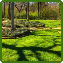 Microclover Lawn Seed & Erosion Control