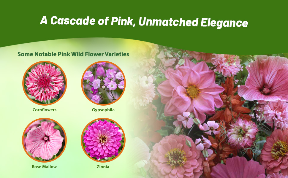 50+ Pink Hollyhock Seeds (Alcea Rosea) - Heirloom Wildflower, Drought & Cold Tolerant, Easy Grow