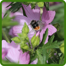 Pollinator Magnet
