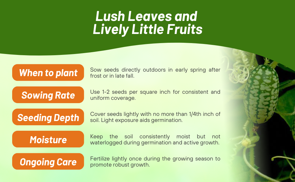 Planting Directions For Mouse Melon Sour Cucumber