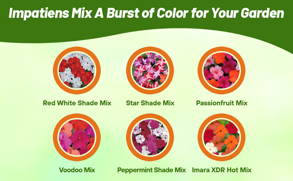 Varieties of Impatiens Flower Seed Mixtures