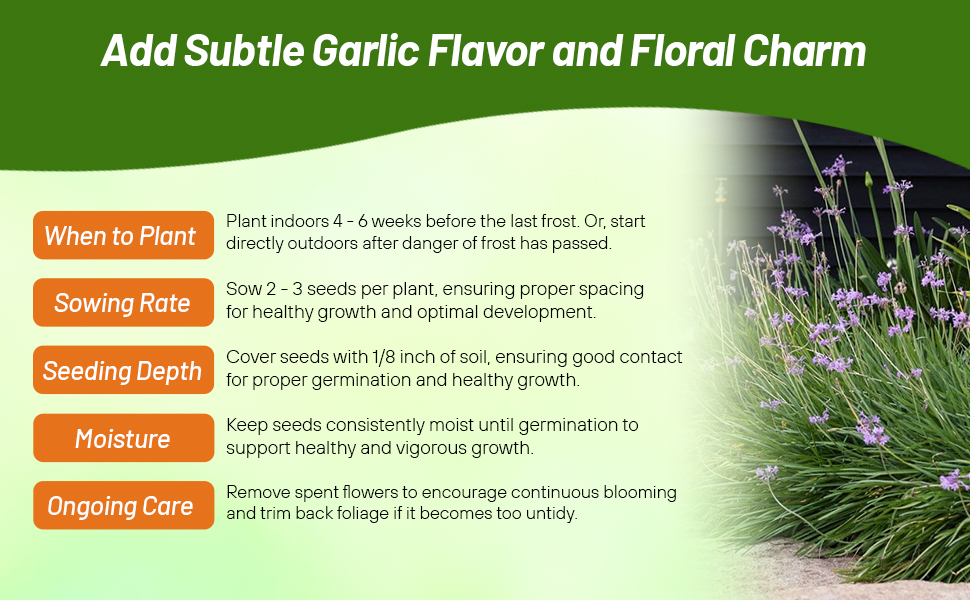 Planting Directions & Care For Society Garlic Herb Seeds