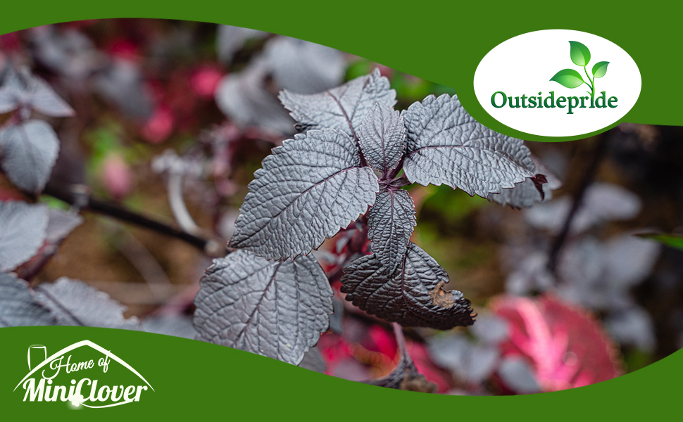 Perilla Beefsteak Purple Foliage Plant