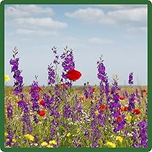 High Germination Rate of Gulf Coast Wildflowers Planted From Seeds