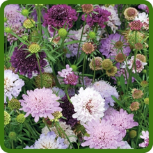 Scabiosa Pincushion Flower in Landscape