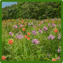 Flower Meadow of Asclepias Milkweed