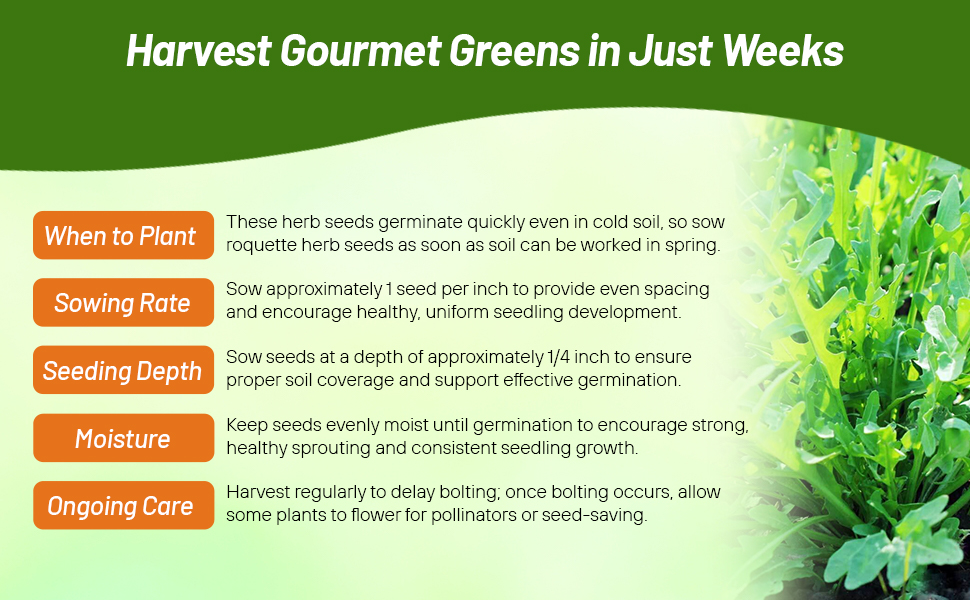 Plant Directions For Arugula Herb Garden Seeds