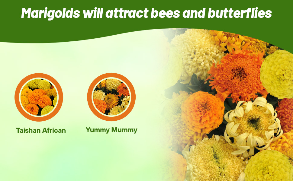 Taishan & Yummy Mummy Tagetes erecta African Marigold Flowers