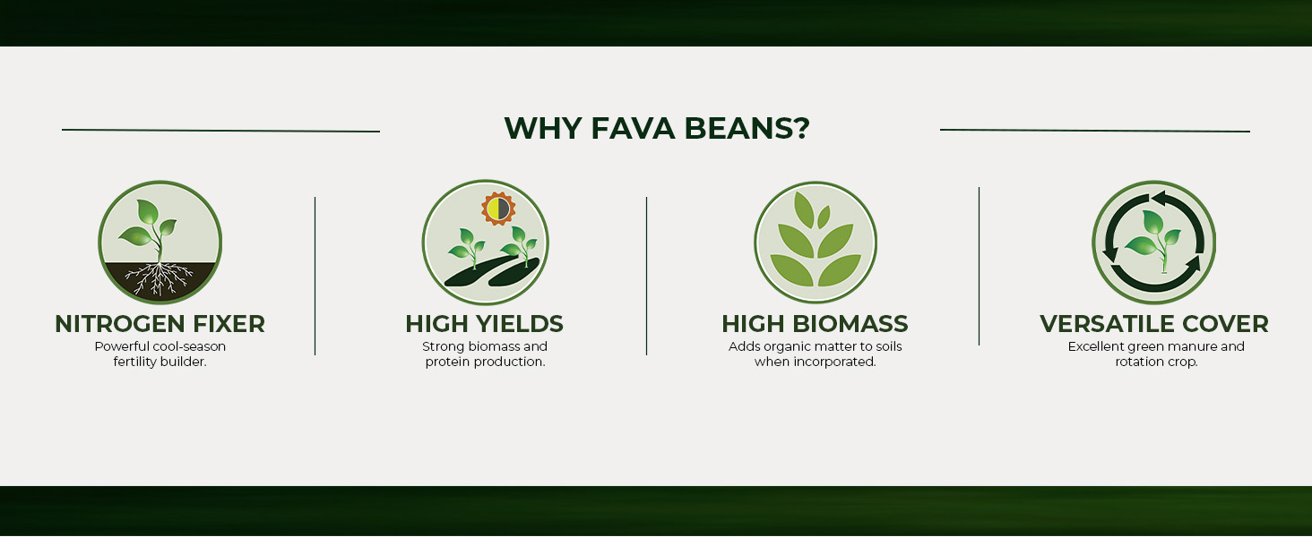 Fava Bean Cover Crop