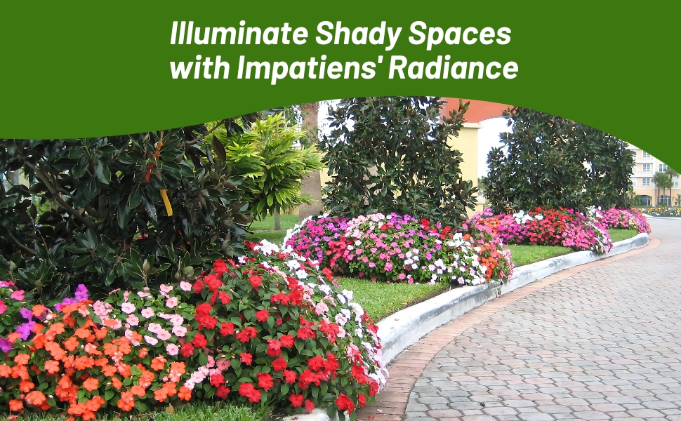 Shade Loving Impatiens Flower Bed
