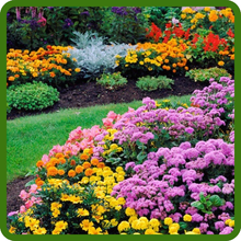 Ageratum Versatile Landscape Use