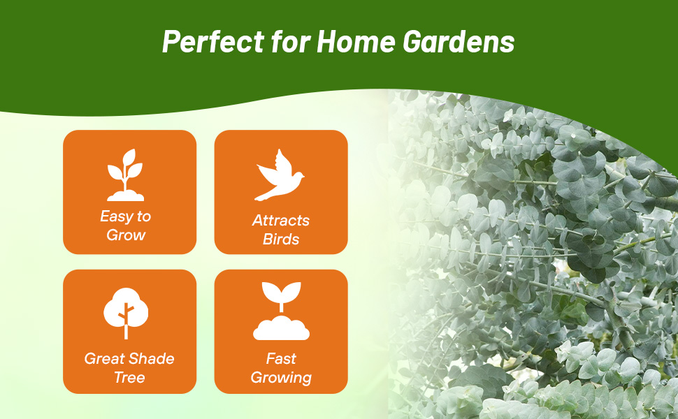 Eucalyptus Silver Dollar For Home Gardens
