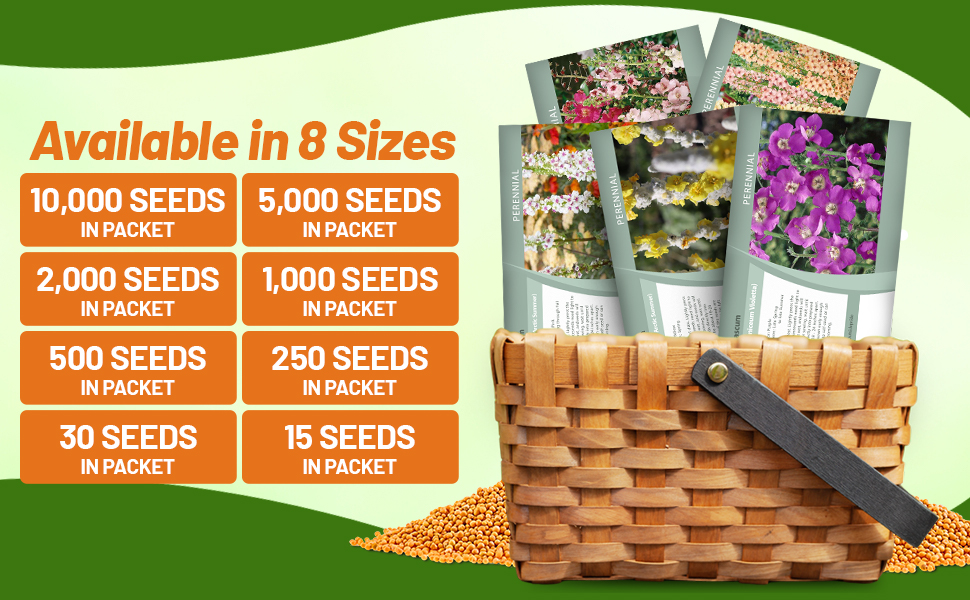 Verbascum Mullein Flower Seed Packets For Planting