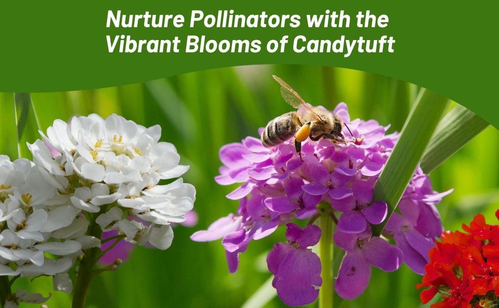 Pollinator Bee on Candytuft Flower