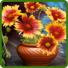 Gaillardia Aristata Blanket Flower Makes Great for Cut Flowers