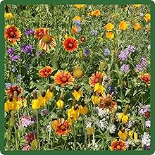 Diverse Southwest Wildflower Seed Mixture