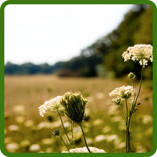 Drought Tolerant Queen Anne's Lace Bishop's Flower