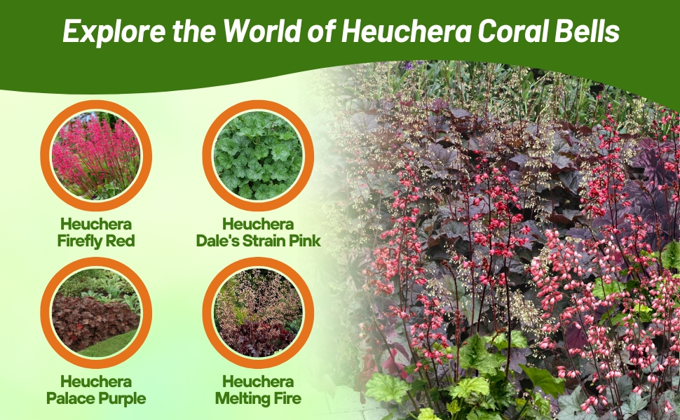 Four Varieties of Heuchera Coral Bells: Firefly, Palace Purple, Melting Fire, & Dale