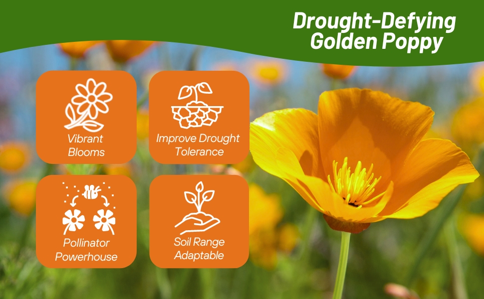Drought Tolerant, Hardy Golden West Yellow California Poppy Wildflowers