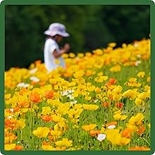 Deer Proof Iceland Poppy Flowers