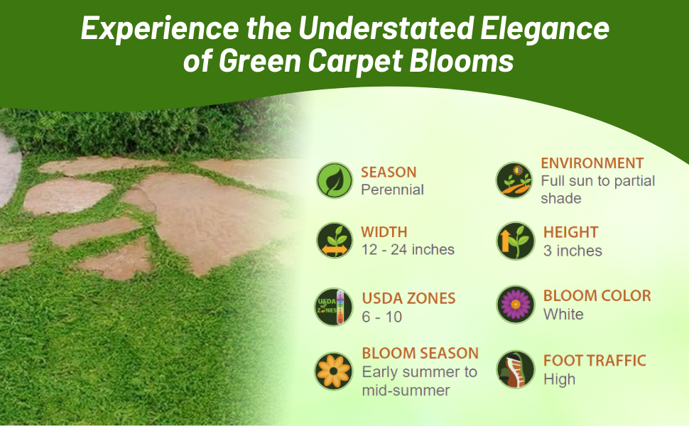 Specifications For Herniaria Glabra Green Carpet Ground Cover