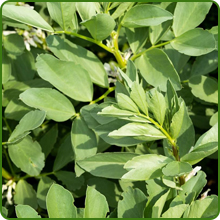 Nutrient Fixation Fava Bean Cover Crop Plants
