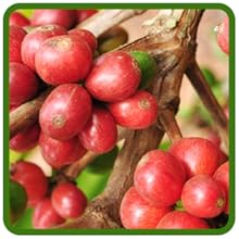 Coffee Bean Seed