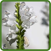 White Flower Stalk of Obedient Plant
