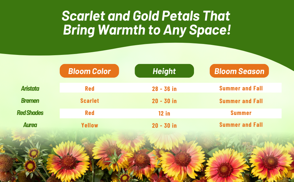 Bloom Season, Color, &  Height Chart of Gaillardia Aristata Blanket Flower