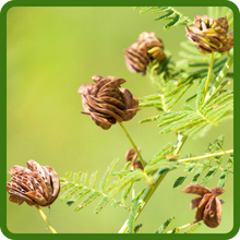 Illinois Bundleflower Ball-shaped Flower Clusters