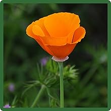 California Poppy Ballerina Garden Flower Seed Mix For Cut Flowers