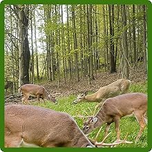 Sweet Spot Forage Food Plot Seed For Wildlife