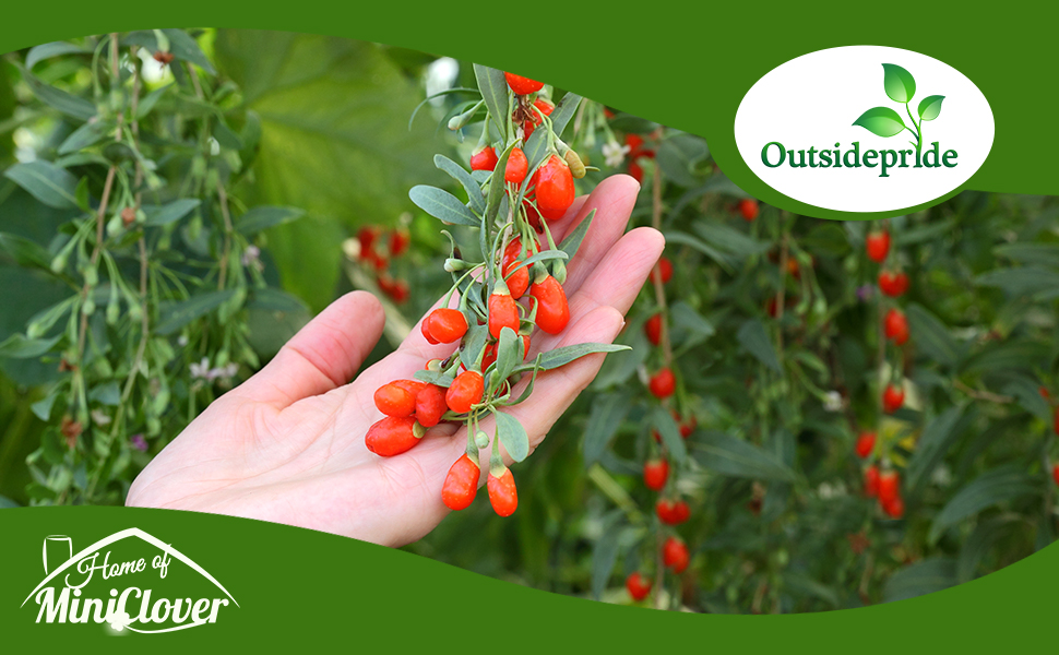 Goji Berry Plant