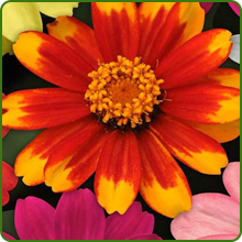 Zinnia Zahara Flower Seed Mix Blossoms