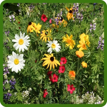 Northwest Wildflower Seed Mixture Native Species