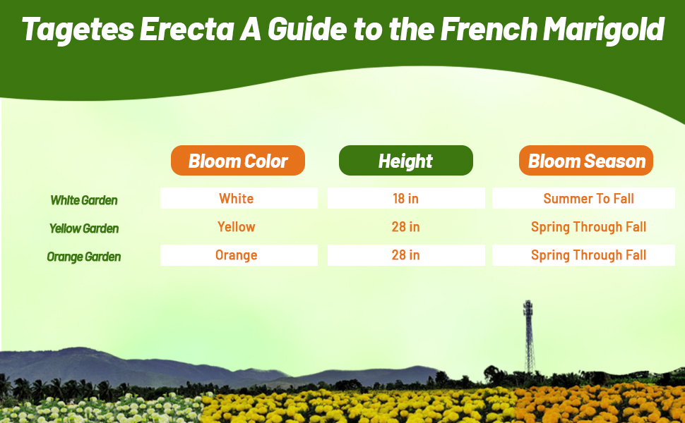 Bloom Season, Height, & Color Chart of Tagetes erecta African Marigold