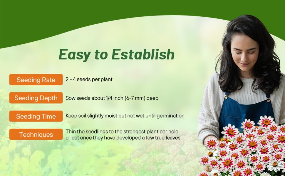 Planting Directions For Zinnia Zahara Rose Starlight Flower